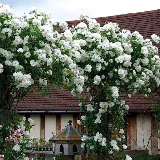 💐Beautiful Climbing Rose Seeds