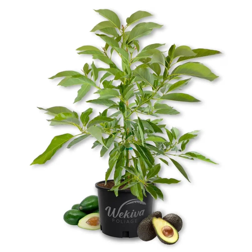 Brogdon Avocado Tree - Grafted - Live Plant in a 3 Gallon Growers Pot - Persea Americana - Beautiful Edible Fruit Bearing Tree for Patio and Garden 1