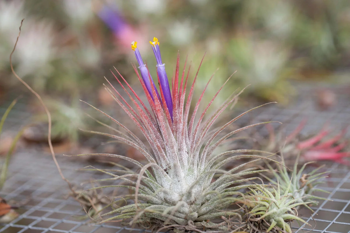 Tillandsia Ionantha Air Plant Combo Pack
