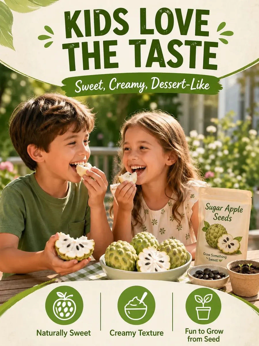 🍐✨Live Sugar Apple Seeds – Sweet Tropical Fruit for Home Gardenarden