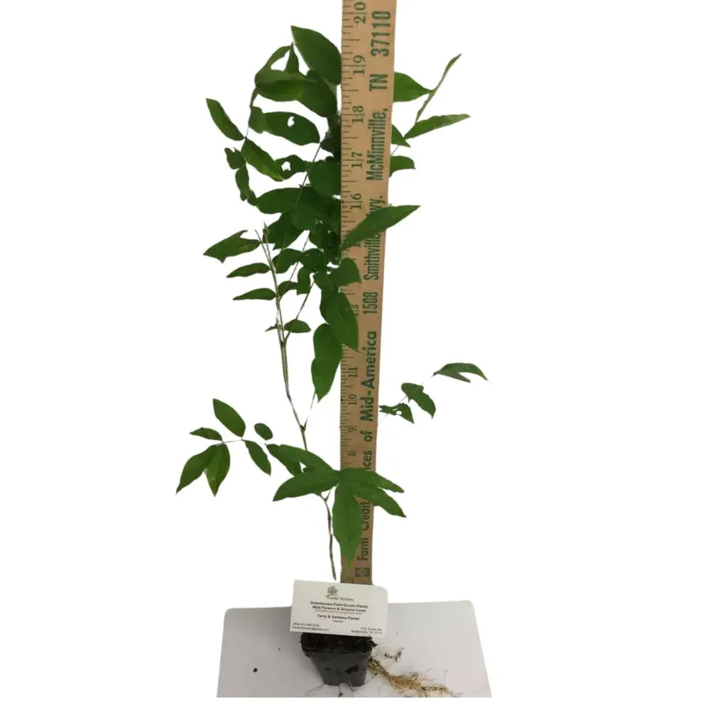 Wisteria Tree Live Plant Vines, Purple Blue Wisteria Fragrant Flowers Inc in Tall, Outdoor Growing