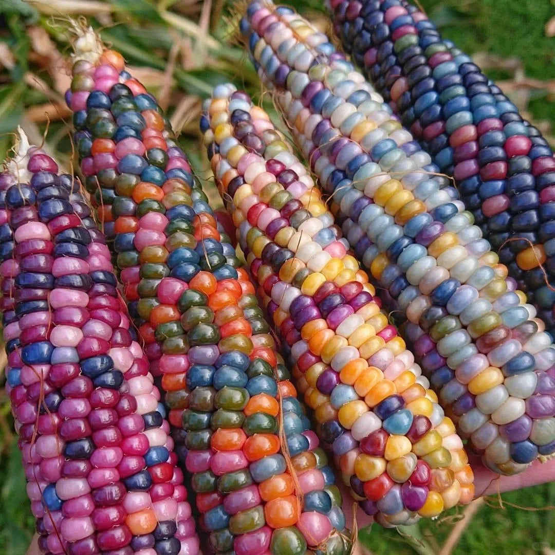 Decorative Corn Gem corn Seeds