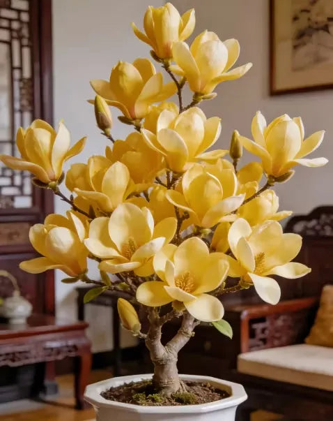 Magnolia liliiflora (Purple Orchids) Bulbs 🌸 Flowers Hide the Leaves, Fragrance Fills the Air