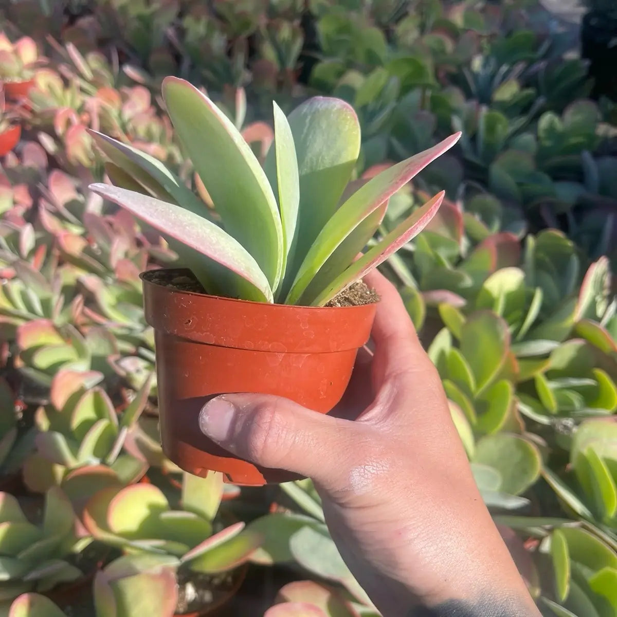 Kalanchoe Paddle Plant – Flapjack Live Succulent Plant for Indoor & Outdoor Décor