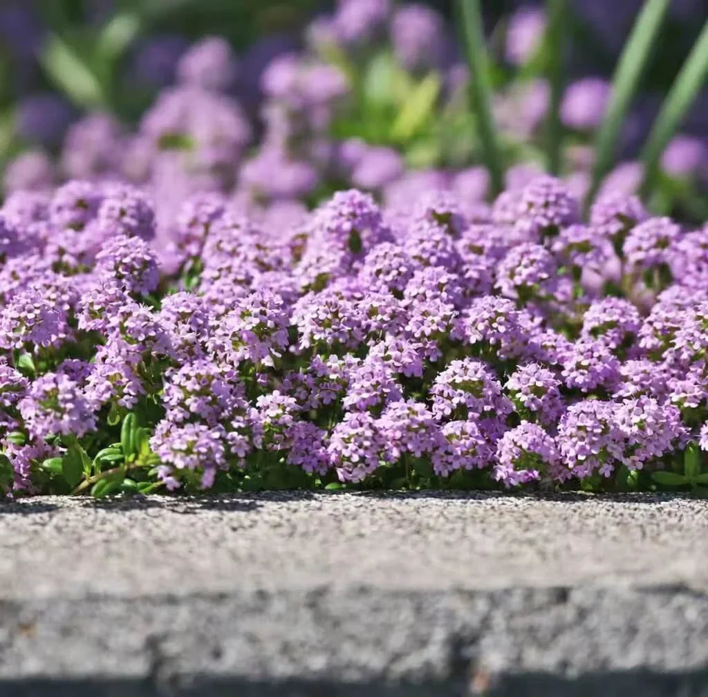 Creeping Thyme Seeds — 25 Count 🌿