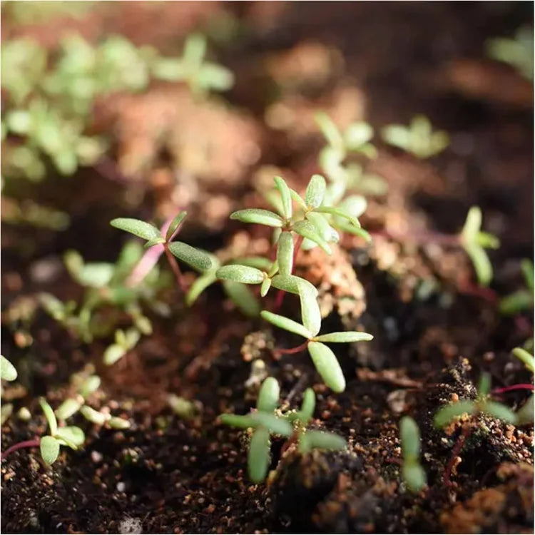 🌸 Portulaca Seeds - Double-Flowered Moss Rose