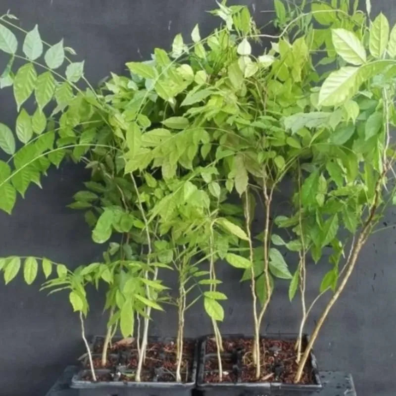 Wisteria Tree Live Plant Vines, Purple Blue Wisteria Fragrant Flowers Inc in Tall, Outdoor Growing