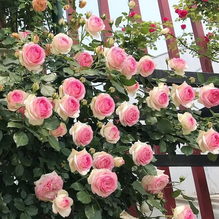 💐Beautiful Climbing Rose Seeds