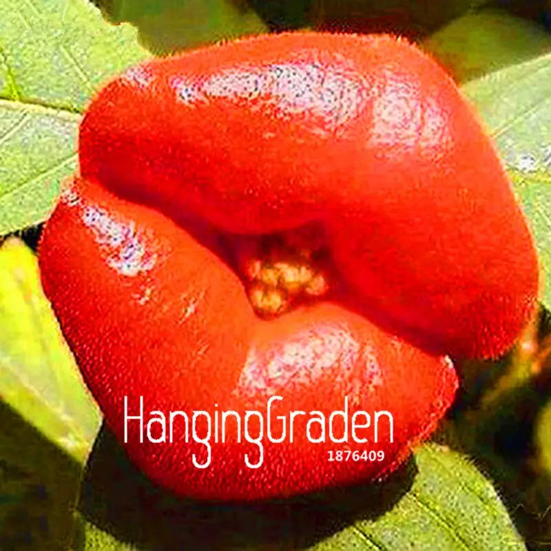 Red Lips Flower Psychotria Seeds
