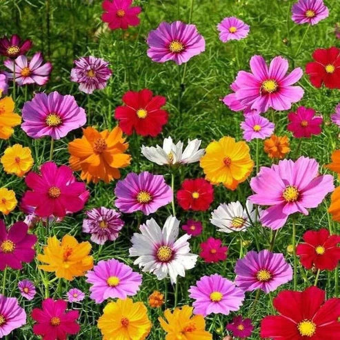 Wildflower Seed Mix