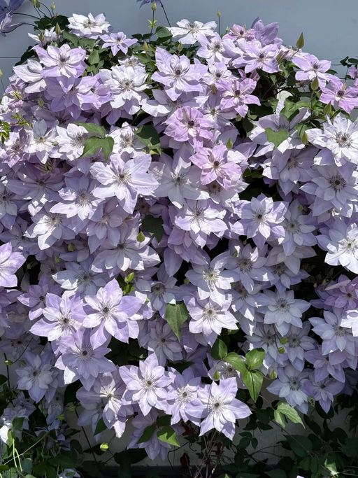 Clematis Seeds- The Queen of Climbing Vines