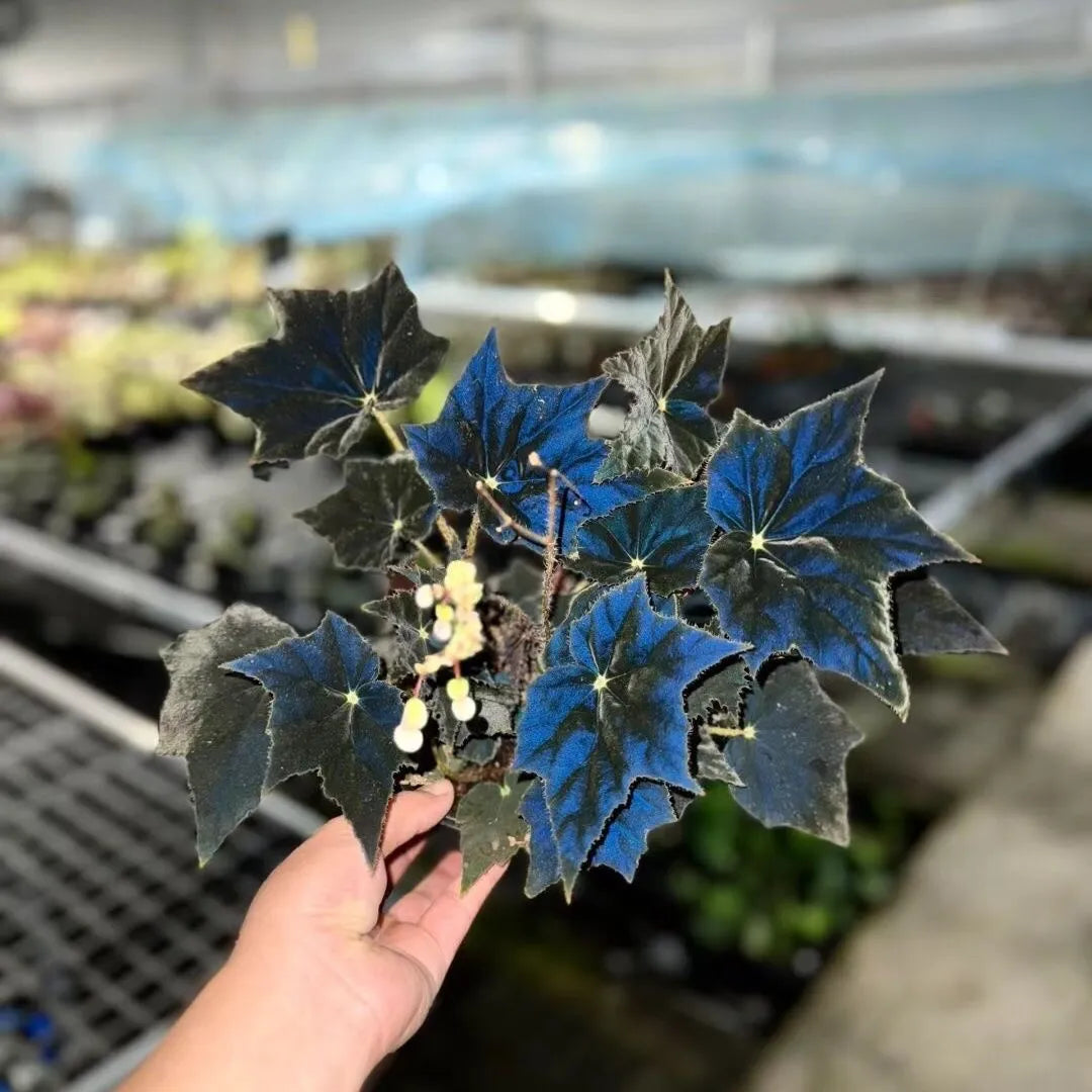 🖤 Black Swan Begonia – The Dark Beauty for Your Plant Collection