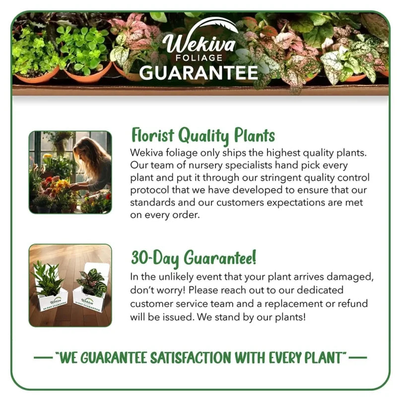 Brogdon Avocado Tree - Grafted - Live Plant in a 3 Gallon Growers Pot - Persea Americana - Beautiful Edible Fruit Bearing Tree for Patio and Garden 1