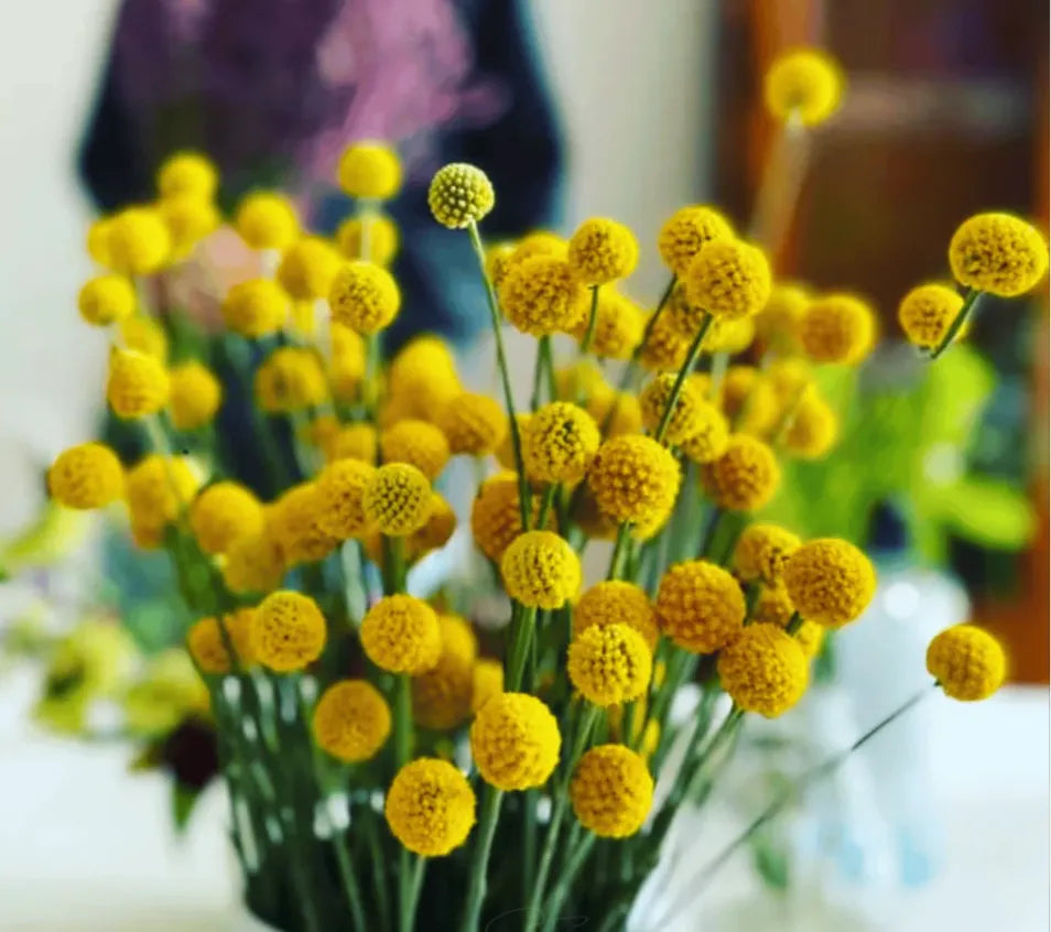 Billy Buttons (Drumsticks) – Seeds