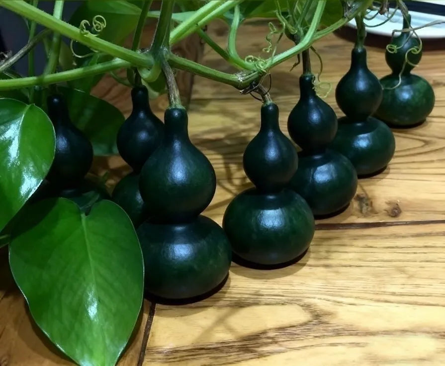 Mini Bottle Gourd Seeds, Small Ornamental Gourd for Home Garden, Balcony Climbing Plant