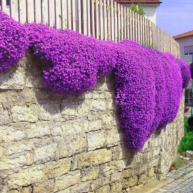 Creeping Thyme Homegrown SeedsEasy to Plant and Grow Non-GMOPerennial Flower Premium Seeds
