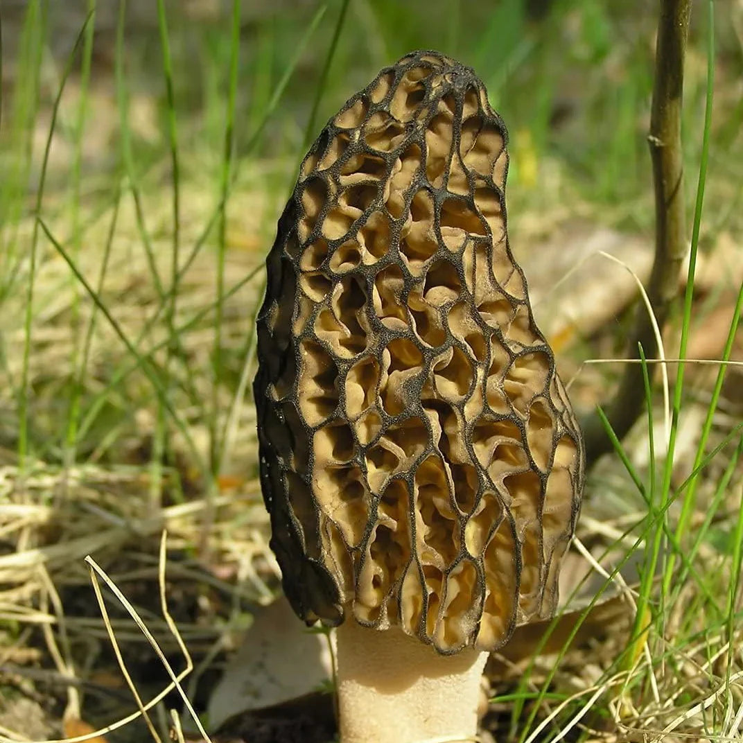 Black Morel Mushroom Spores