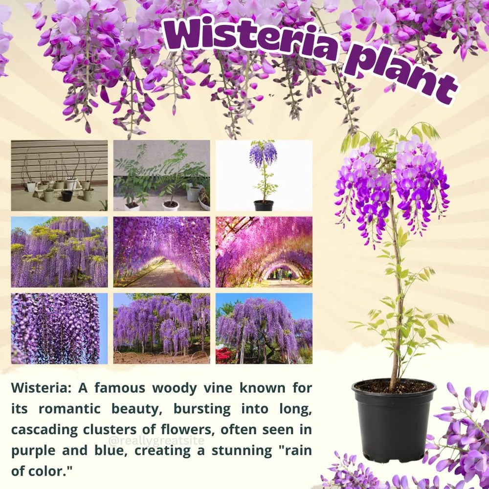 Wisteria Tree Live Plant Vines, Purple Blue Wisteria Fragrant Flowers Inc in Tall, Outdoor Growing