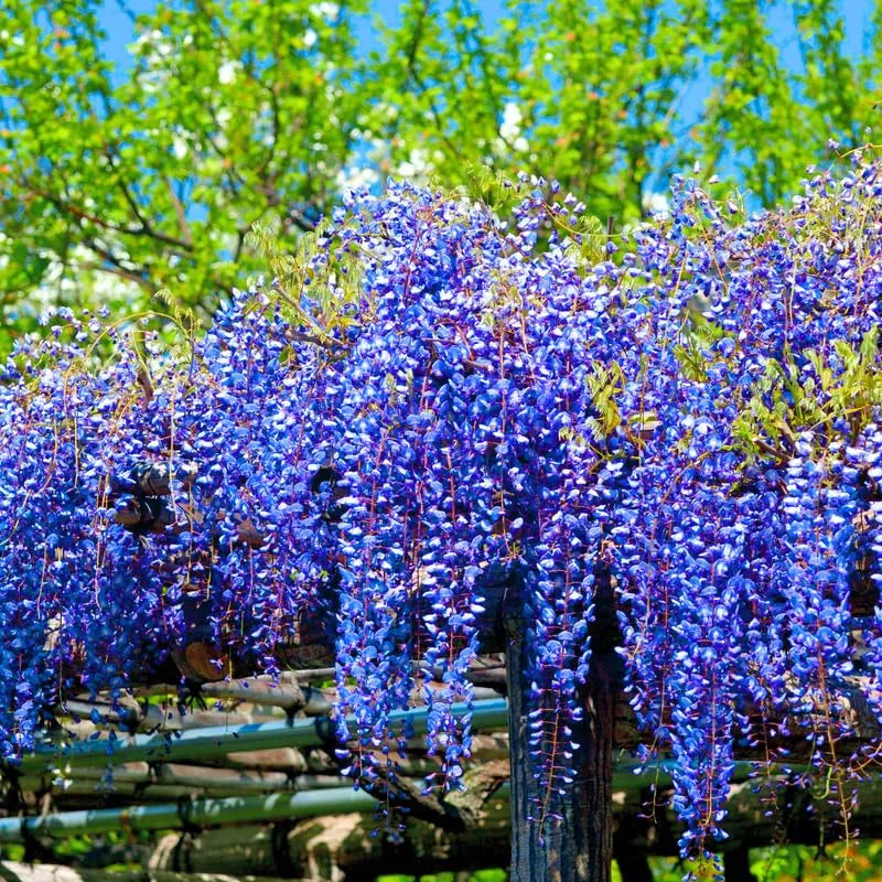 Wisteria Tree Live Plant Vines, Purple Blue Wisteria Fragrant Flowers Inc in Tall, Outdoor Growing