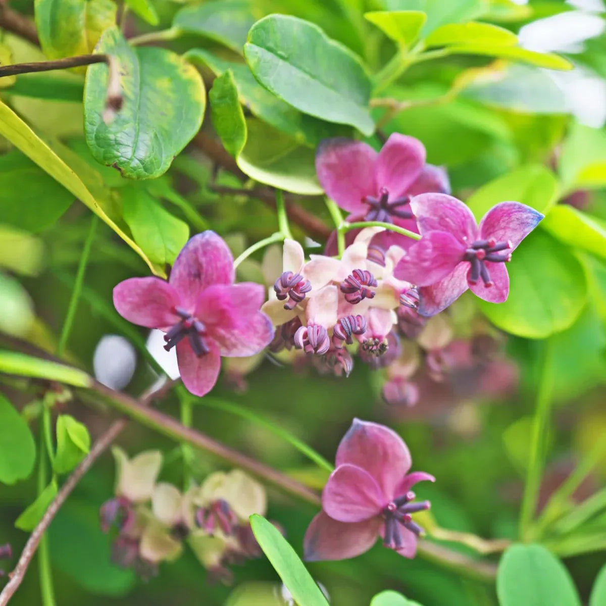 Chocolate Vine Plant, Akebia Quinata, Sweet Fruit Plant Well Rooted, Appx Akebia Fruit Plant Live, Akebia Plant for Outdoor Garden