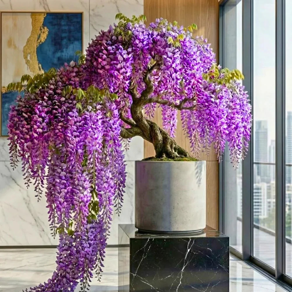 Wisteria Tree Live Plant Vines, Purple Blue Wisteria Fragrant Flowers Inc in Tall, Outdoor Growing