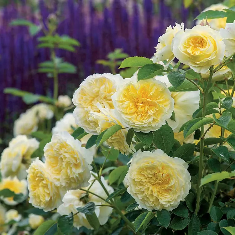 💐Beautiful Climbing Rose Seeds