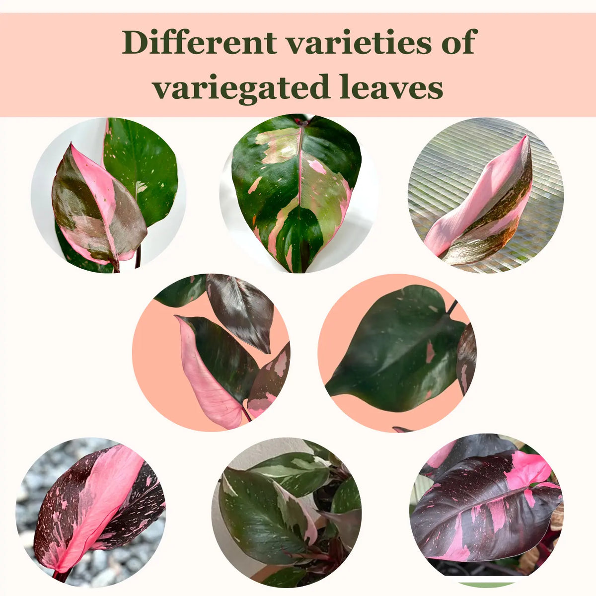 Philodendron Pink Princess– Compact Indoor Houseplant with Pink Variegated Foliage