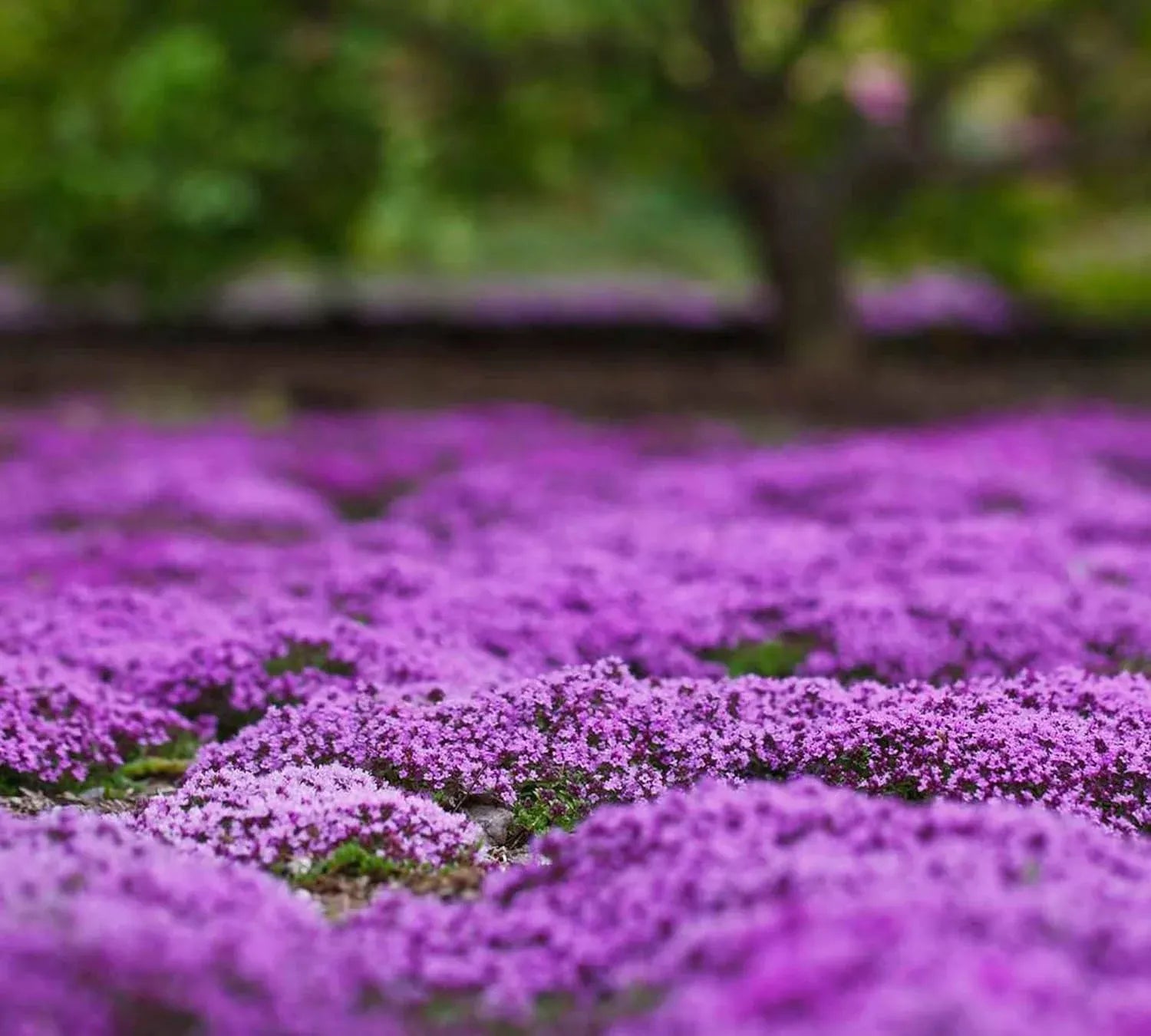 Creeping Thyme Homegrown SeedsEasy to Plant and Grow Non-GMOPerennial Flower Premium Seeds
