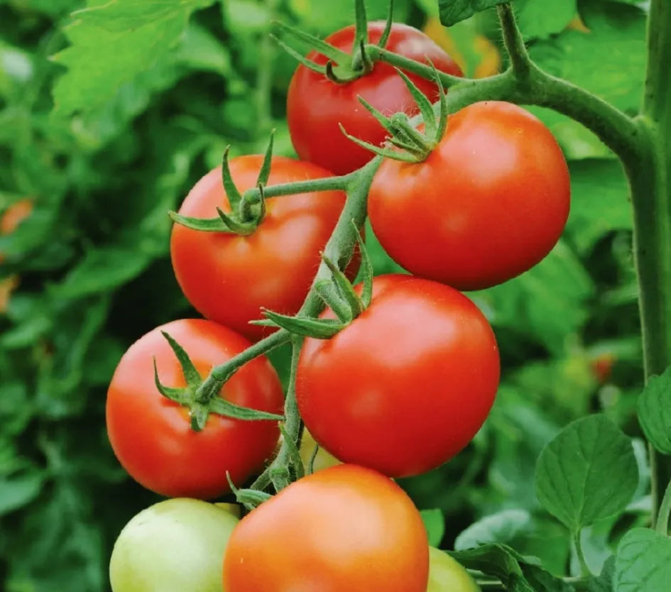 Grow Juicy Tomatoes, Harvest Fresh Garden Joy Right At Home