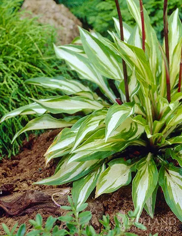 Cherry Berry Hosta