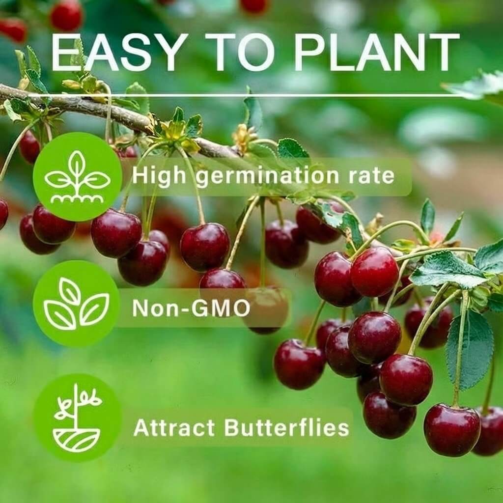 🍒 (New Harvest) Sweet Cherry Seeds 🌿Pre-Primed for High Germination (99% Germination)