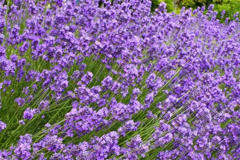 English Lavender