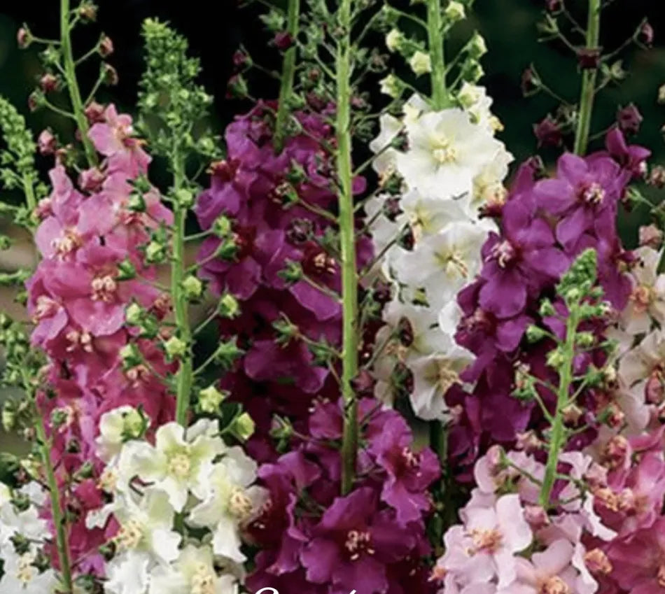 Mullein Mix – Seeds