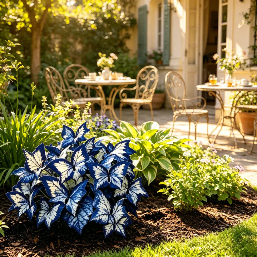 Butterfly Leaf Hosta Seeds-Unique ResemblingButterfly Wings-Shade-LovingPerennial for Garden Borders& Landscaping