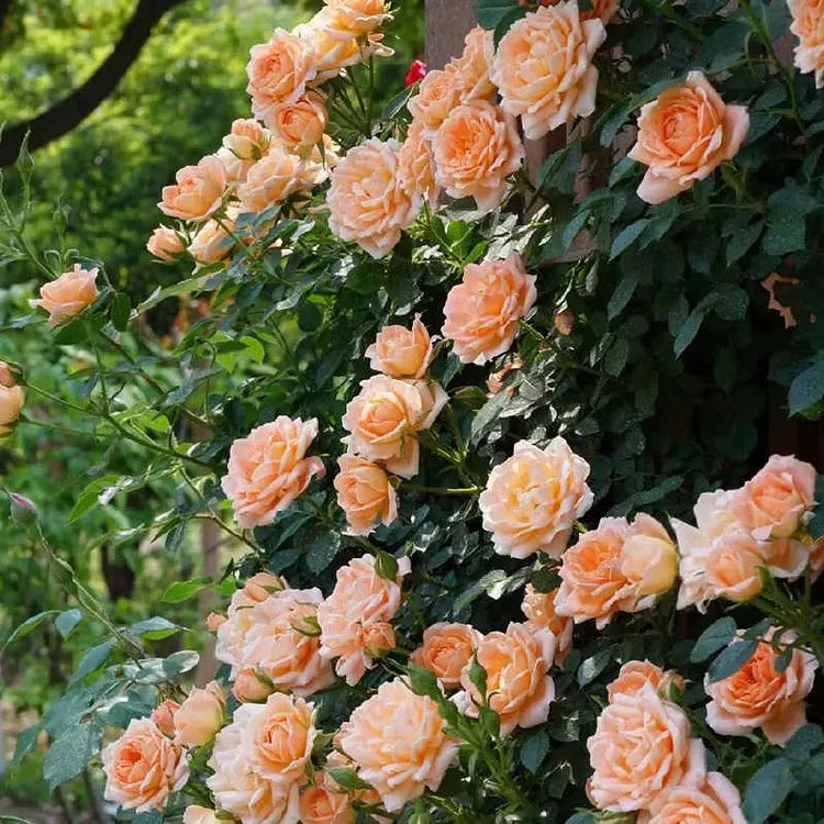 💐Beautiful Climbing Rose Seeds