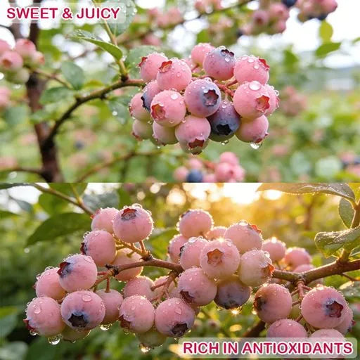 Premium Pink Blueberry SeedsA Uniquely Delightful Taste