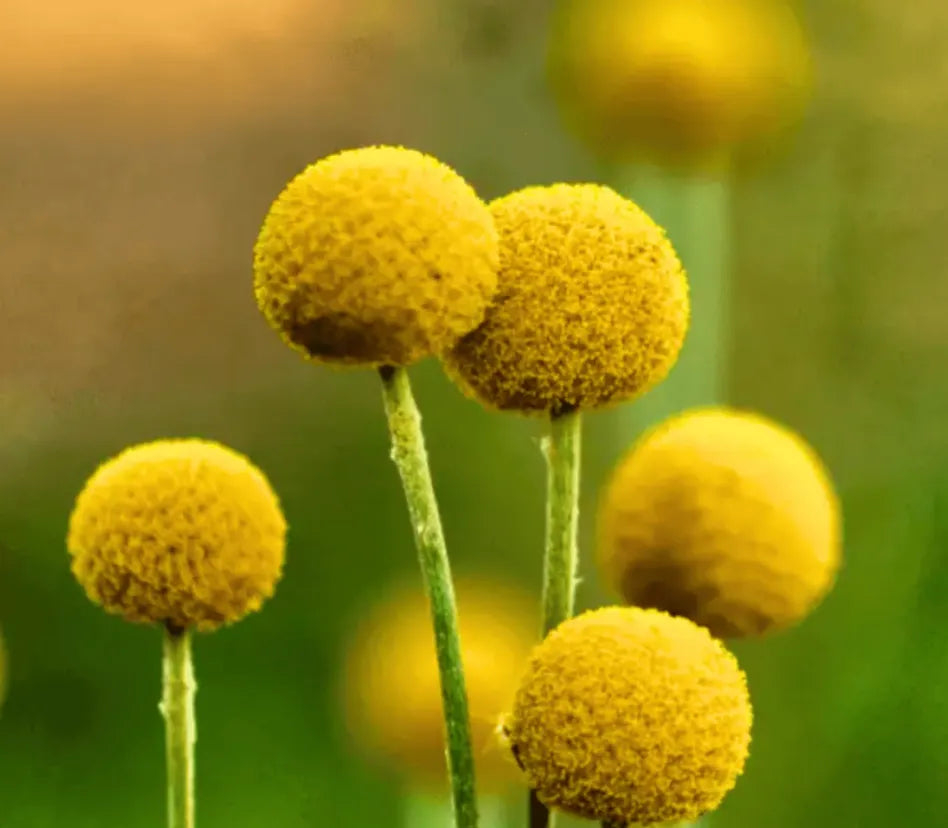 Billy Buttons (Drumsticks) – Seeds