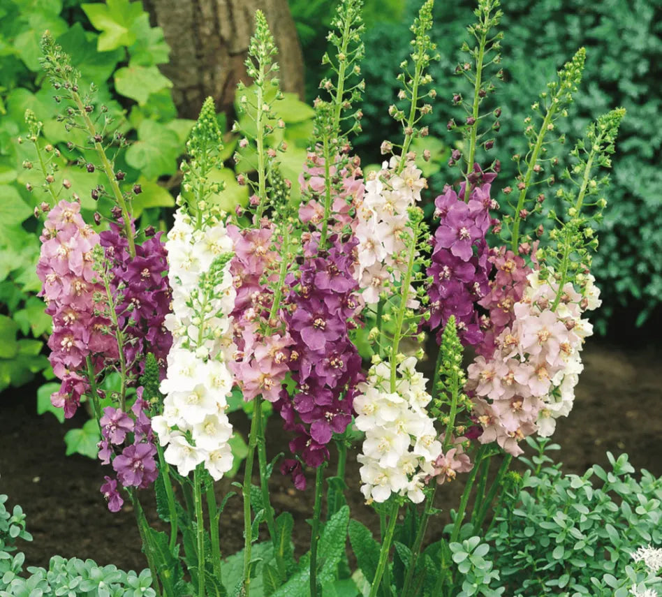 Mullein Mix – Seeds