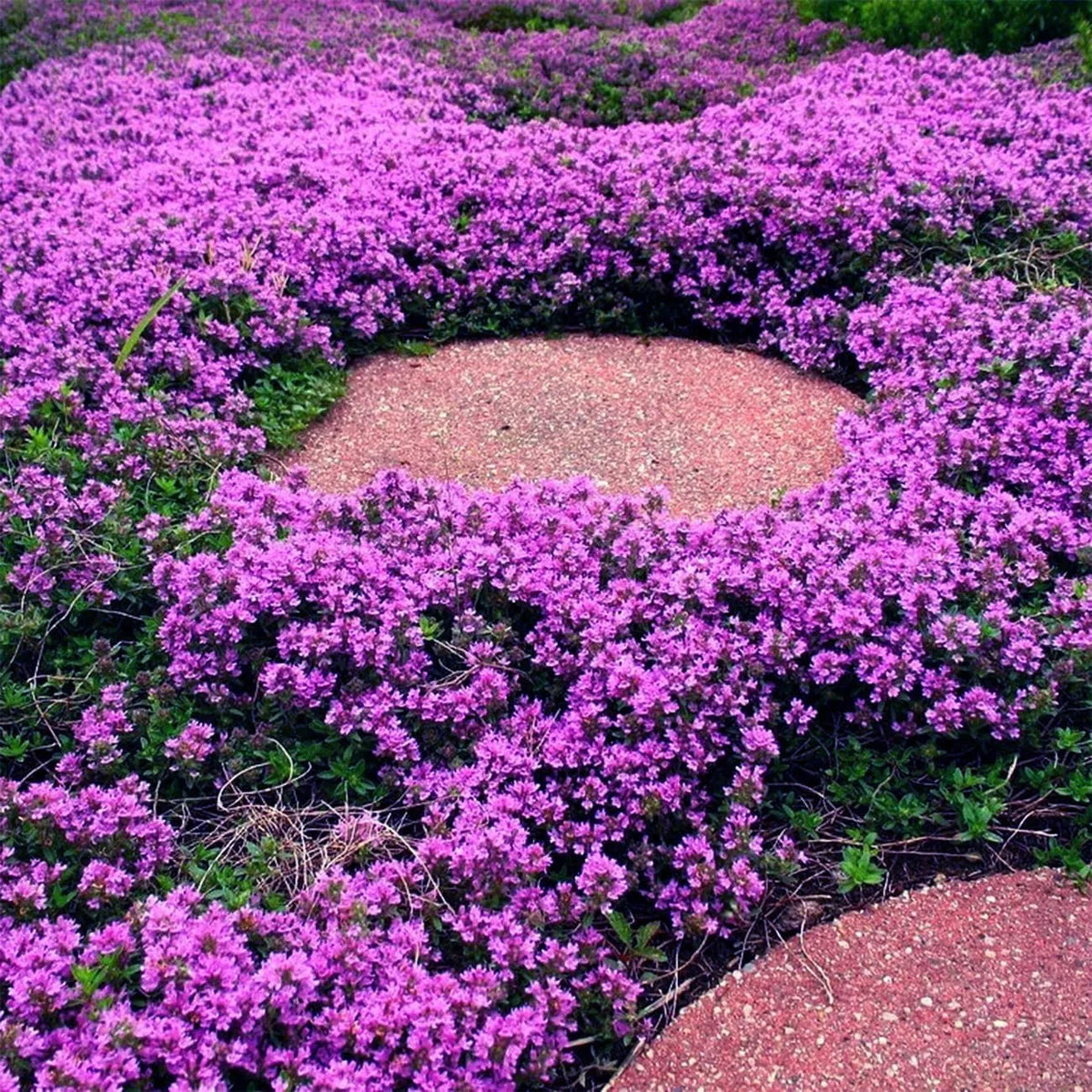 Creeping Thyme Homegrown SeedsEasy to Plant and Grow Non-GMOPerennial Flower Premium Seeds