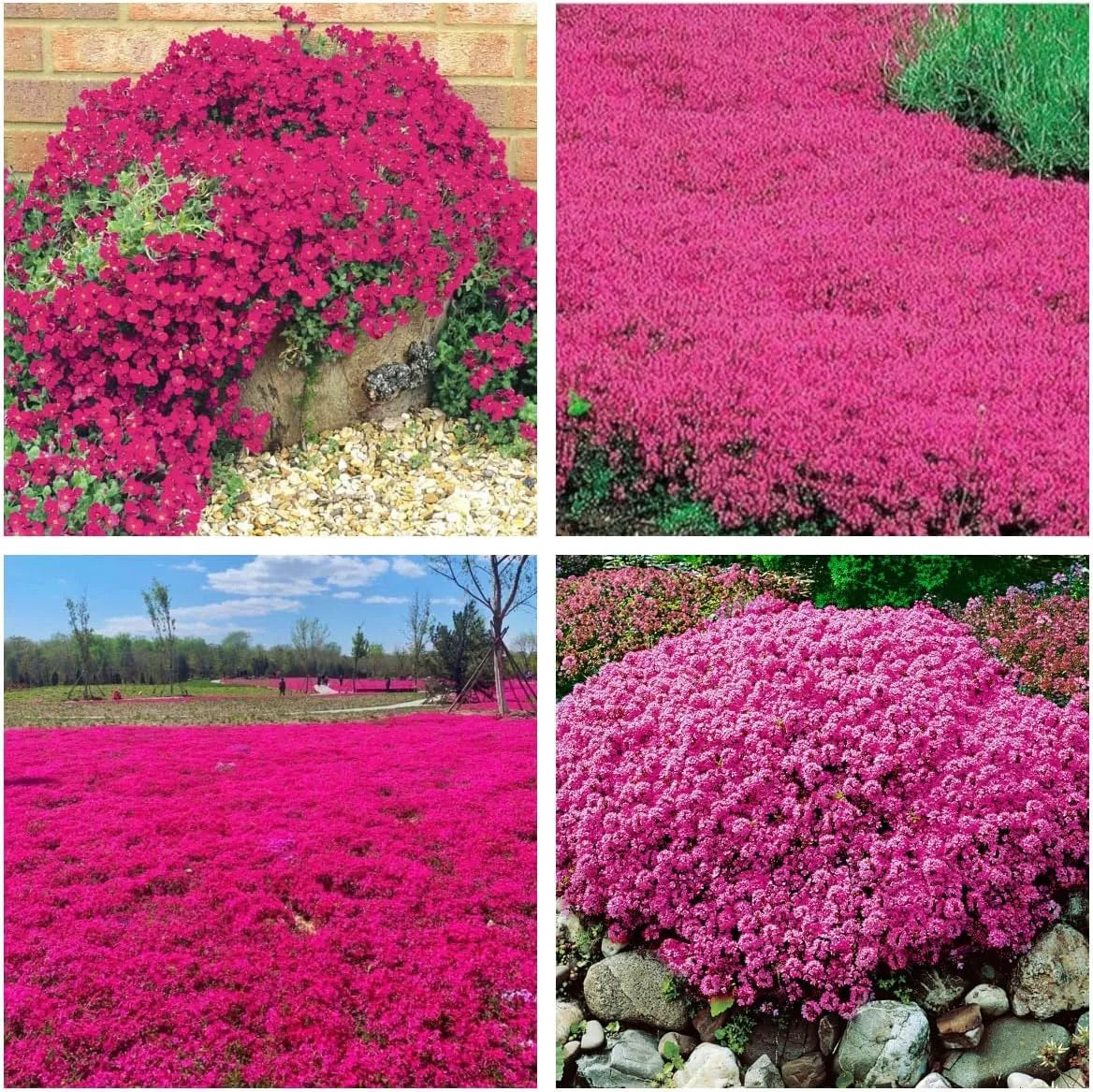 Creeping Thyme Homegrown SeedsEasy to Plant and Grow Non-GMOPerennial Flower Premium Seeds
