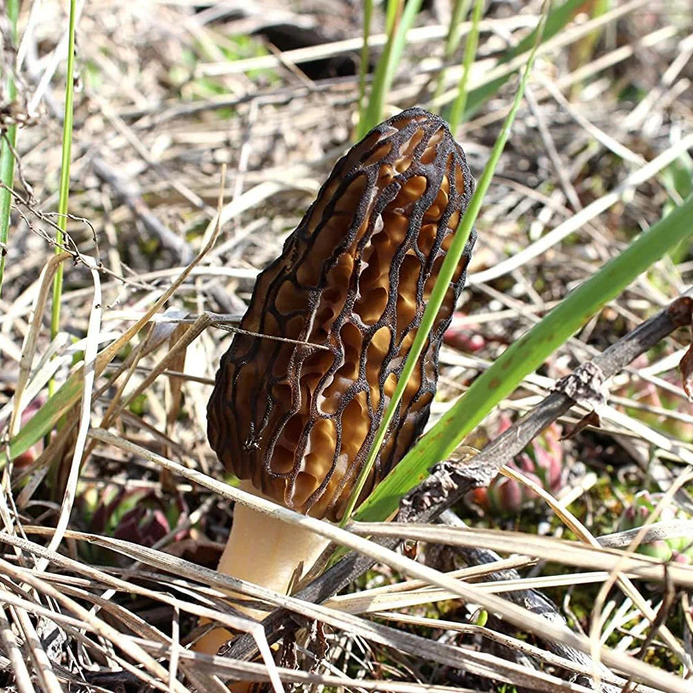 Black Morel Mushroom Spores