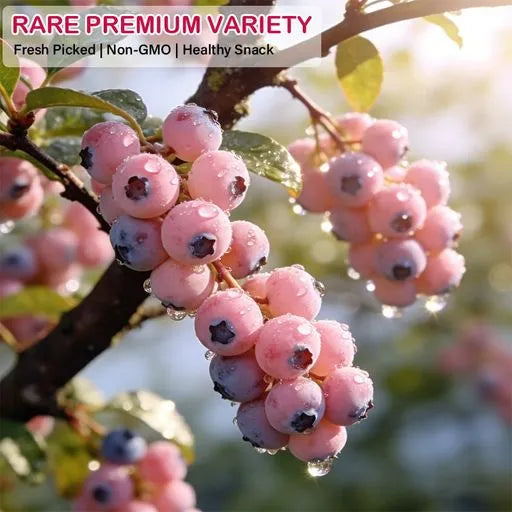 Premium Pink Blueberry SeedsA Uniquely Delightful Taste