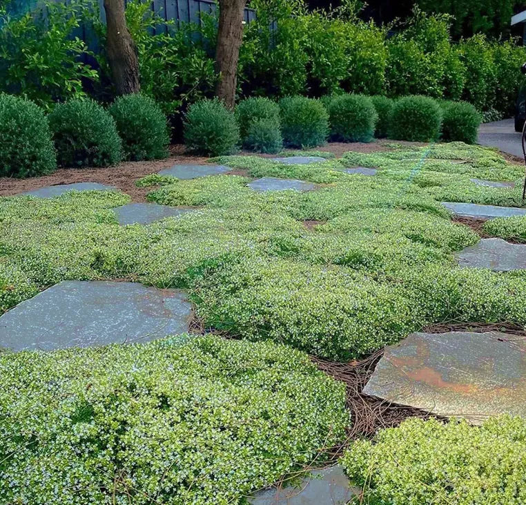 Creeping Thyme Homegrown SeedsEasy to Plant and Grow Non-GMOPerennial Flower Premium Seeds