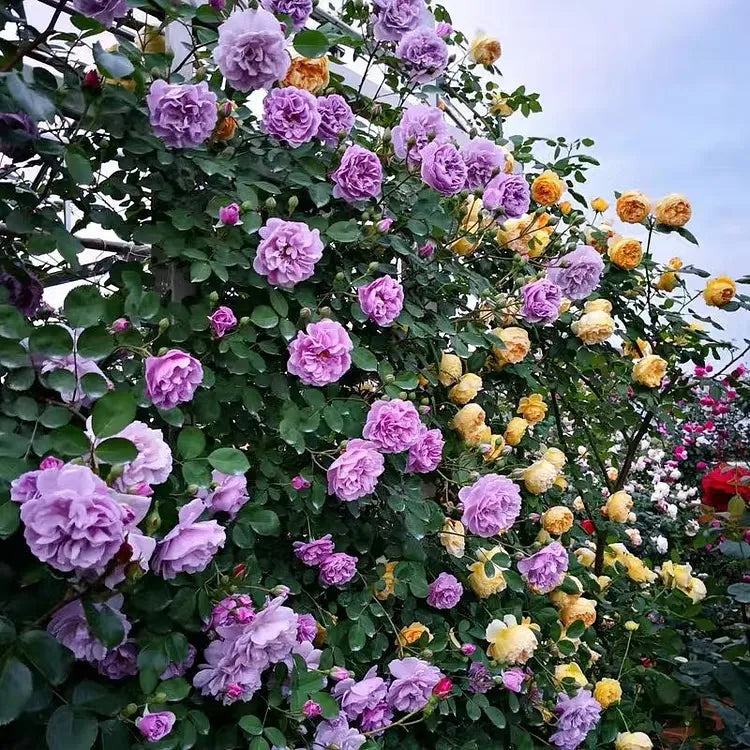 💐Beautiful Climbing Rose Seeds