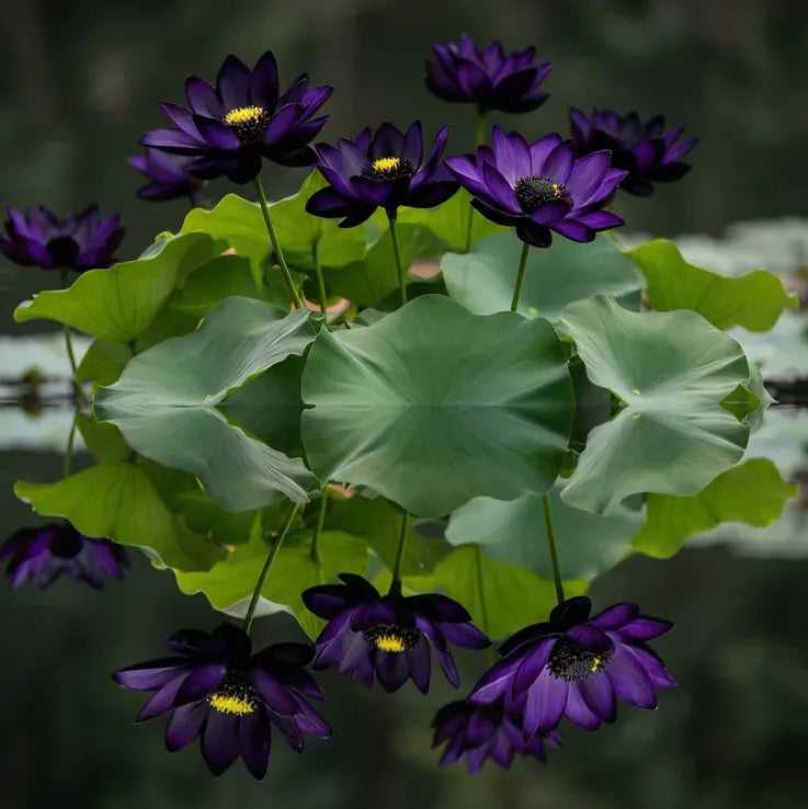 💮 Midnight Purple Lotus Seeds
