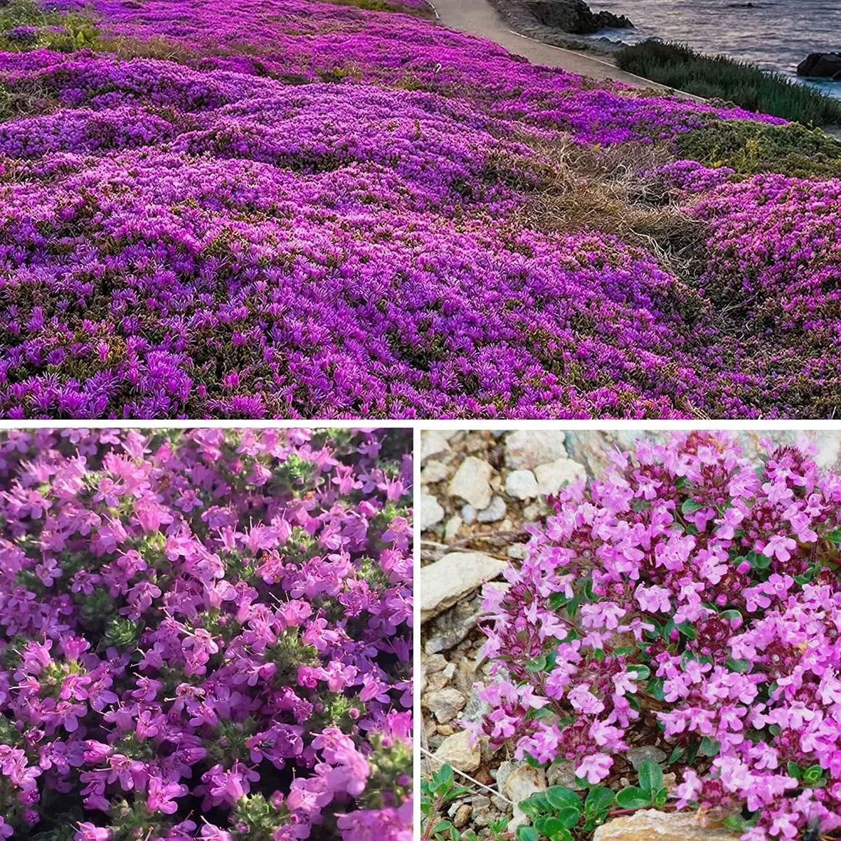 Creeping Thyme Homegrown SeedsEasy to Plant and Grow Non-GMOPerennial Flower Premium Seeds