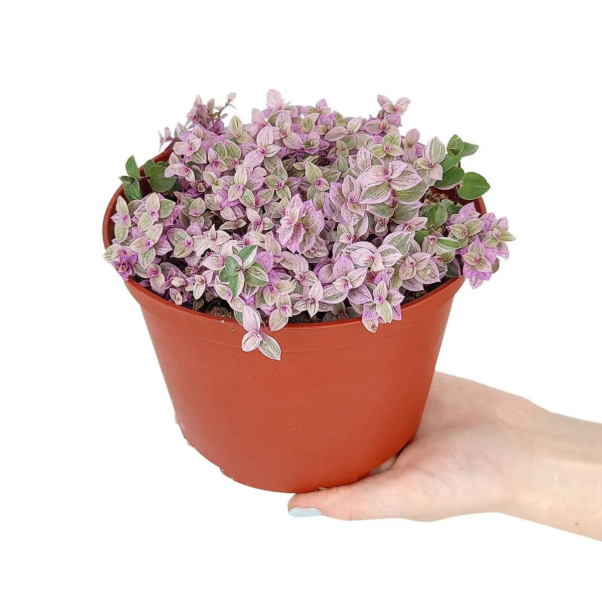Pink Lady (Turtle Vine) - Pink Panther Plant