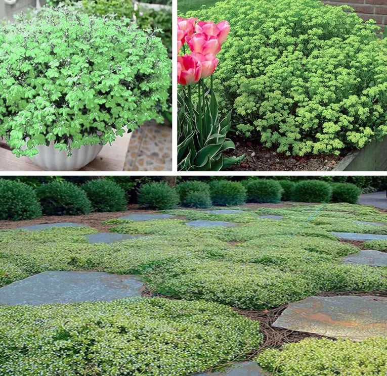 Creeping Thyme Homegrown SeedsEasy to Plant and Grow Non-GMOPerennial Flower Premium Seeds