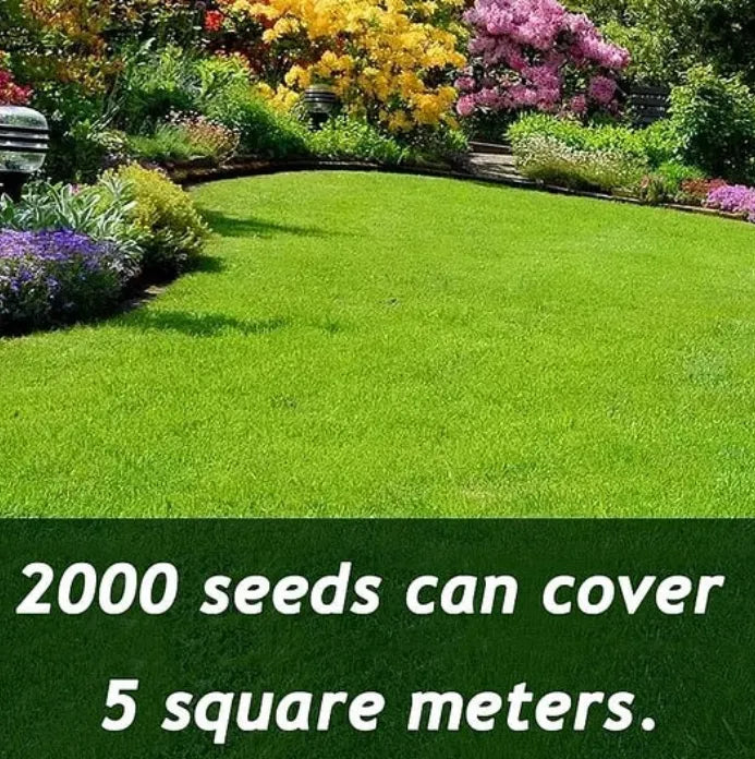 dwarfgrass seed for fourseasonss
