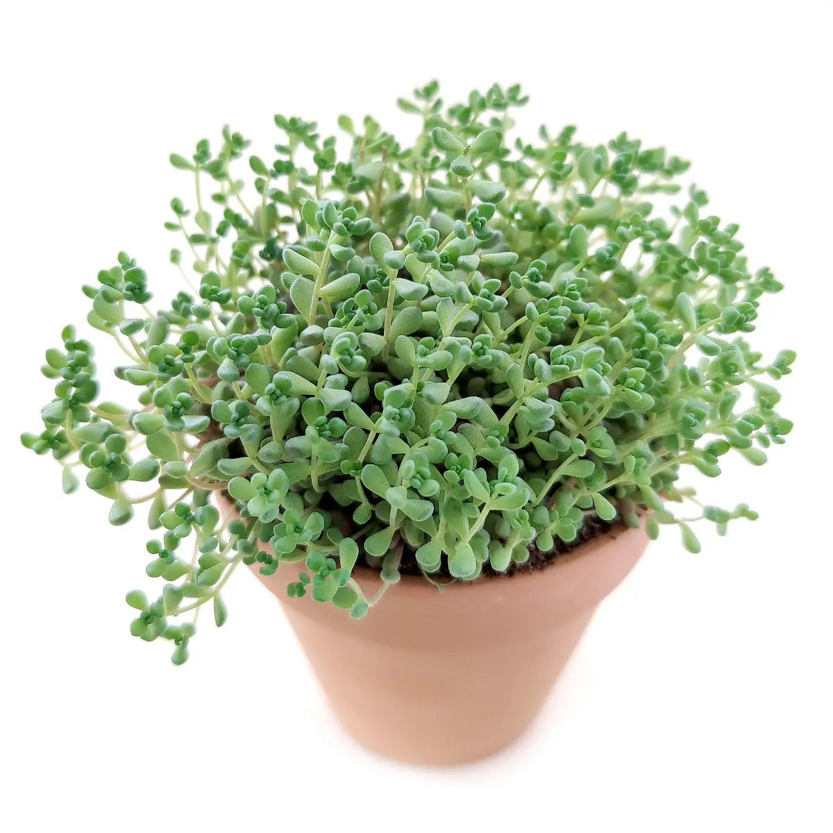 Sedum Minor Succulent Plant – Live Mini Succulent for Pots, Terrariums & Home Décor
